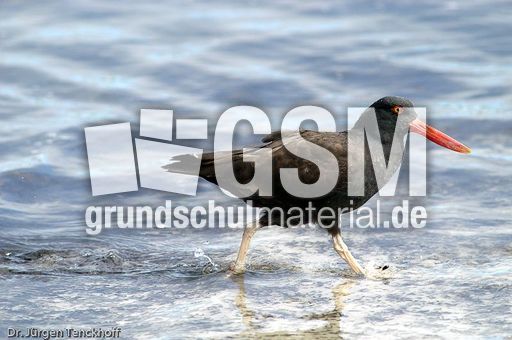 Schwarzer Austernfischer (7 von 14).jpg